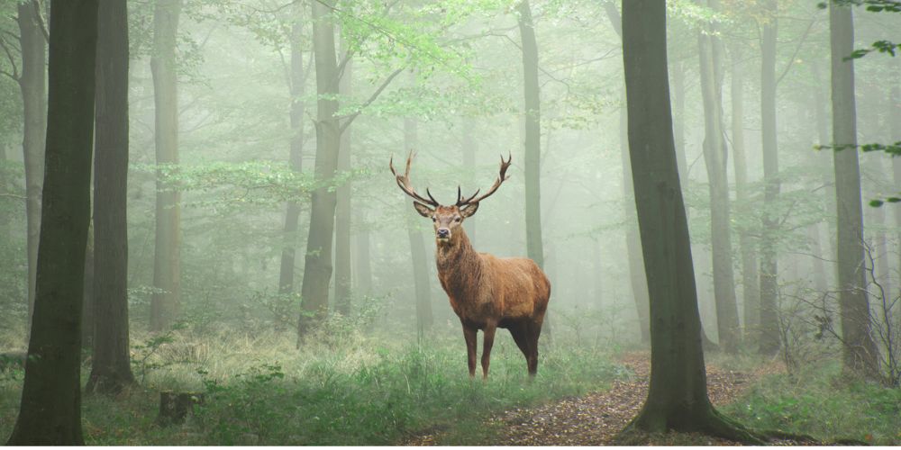 Wildvleespakket - Edelhert Veluwe - Leefgebied en gewoontes - www.Vleeskopenbijdeboer.nl