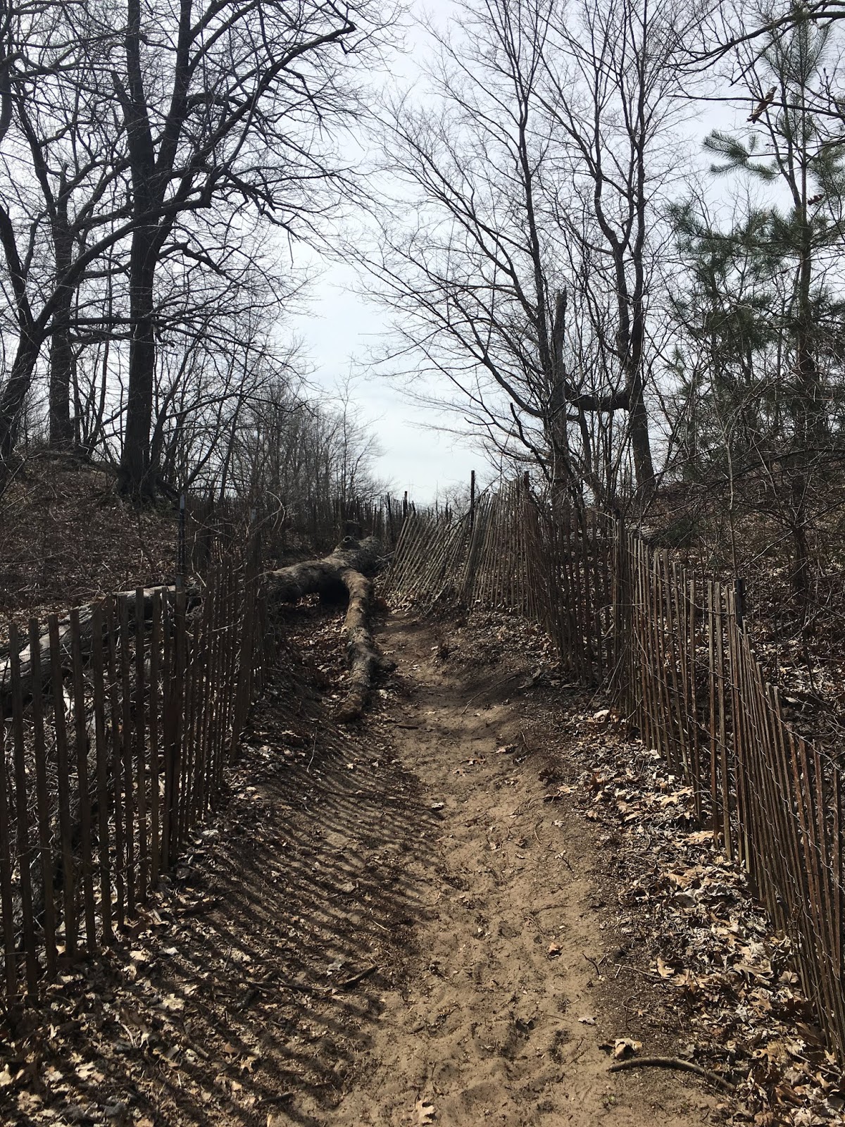 Forested dune trail