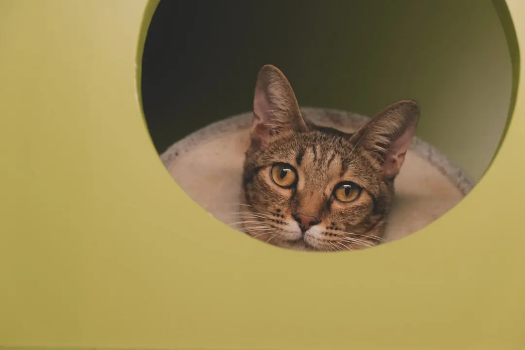 Tabby Cat Shields Baby Brother, Forms Lifelong Bond