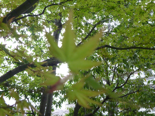 P1230884