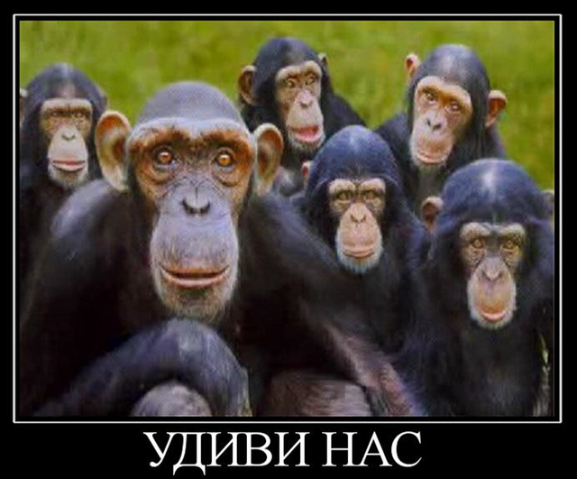 monkey