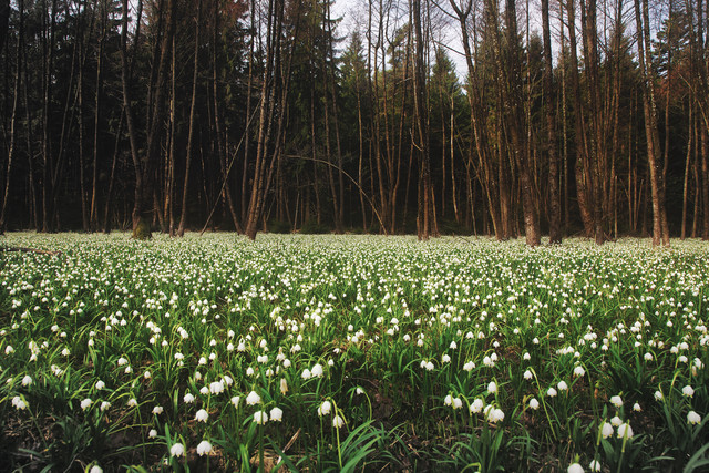 spring-044