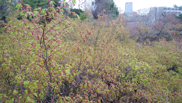DSC-0058.jpg