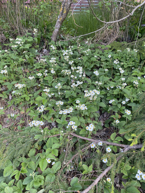 B7-C9-CA13-1-C78-4-B87-9961-3995-E2-C2-F