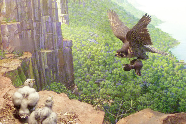 Peregrine Falcon.jpg