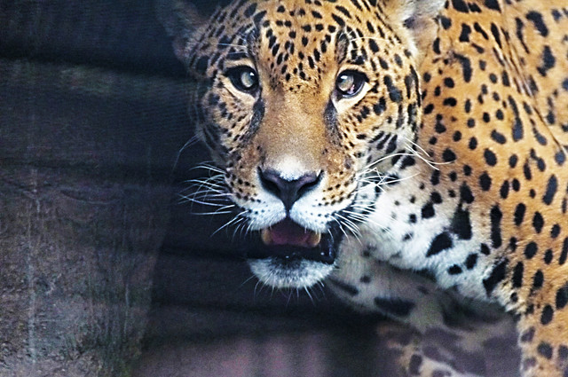 Jaguar.jpg