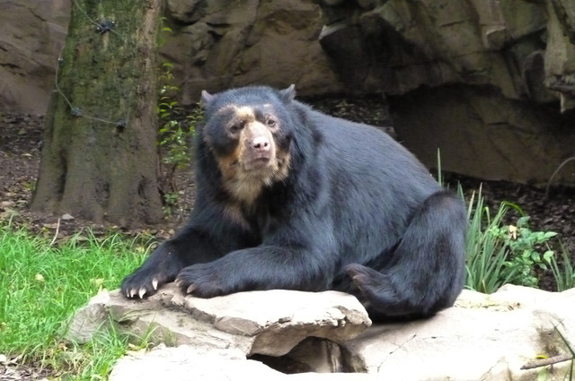 Oso con gafas.jpg