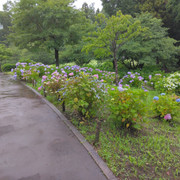 IMG-20230612-115209