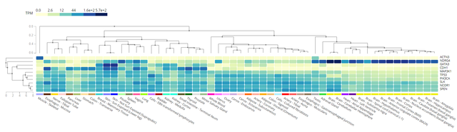 TPM-pf-certain-genes-in-certain-tissues