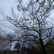 DSC-0005