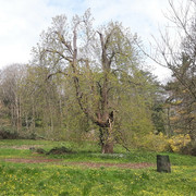 143a-Old-Chestnut-Tree