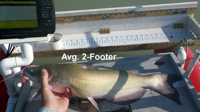 2-FOOTER
