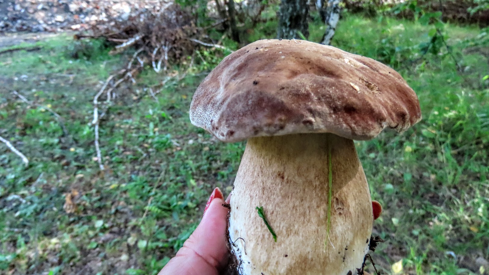 где взять гриб