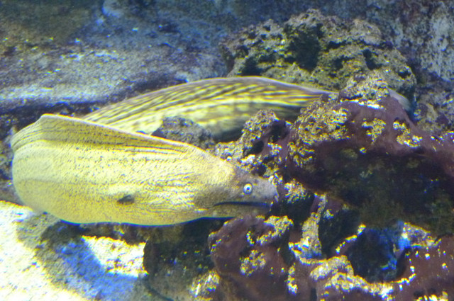 Aquarium.jpg