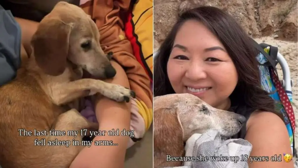 A Senior Dog Finds Peace in Her Owner’s Arms on Her Birthday
