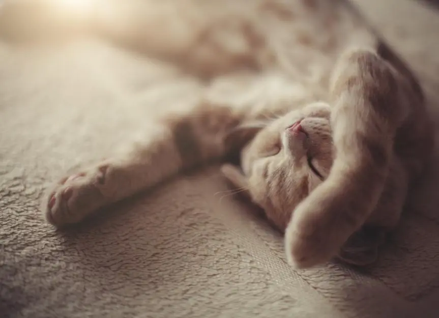 20 Cat Sleeping Positions and What They Mean