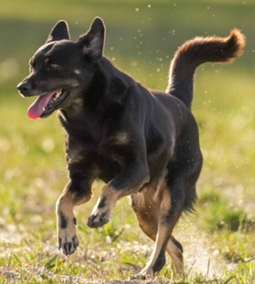 Mixed Breed