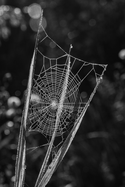 DSC00254 bw.jpg