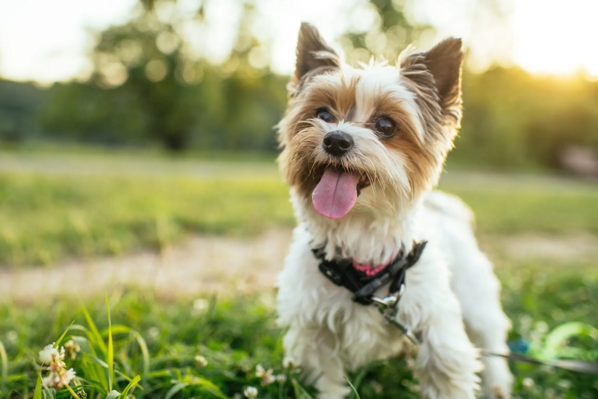 Should You Consider a Teacup Dog for Your Home?