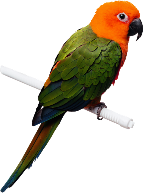clipart-31.png
