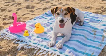Dog Sun Protection: Safe Choices for Summer