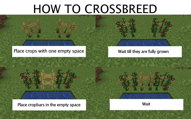 how-to-crossbreed.png