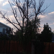 Motta Backyard (7)