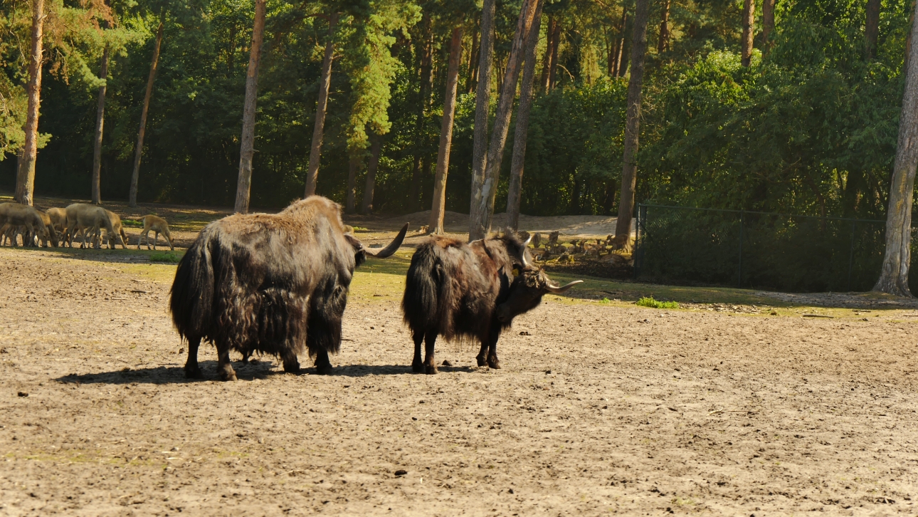Serengeti-Park / Серенгети-Парк и кусочек Касселя