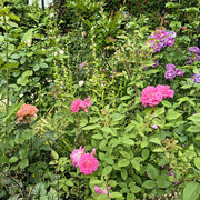 roses