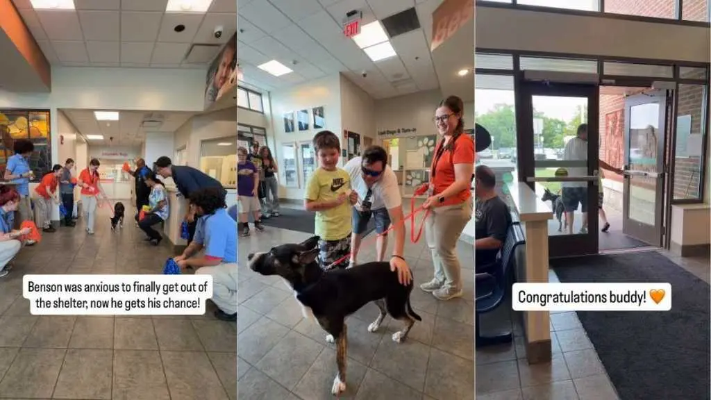 A Shelter Dog's Transformation: From Anxious Beginnings to a Loving Home
