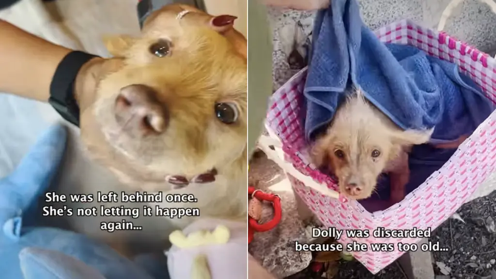 Senior Dog Finds Forever Home After Being Discarded