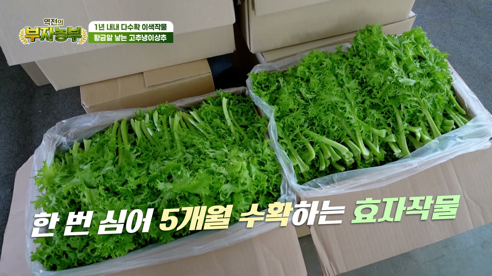 역전의부자농부 충남금산 고추냉이상추 추가 캡처 2