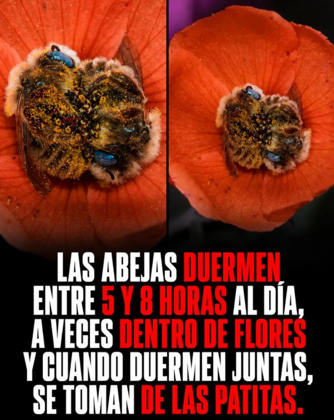abejas.png