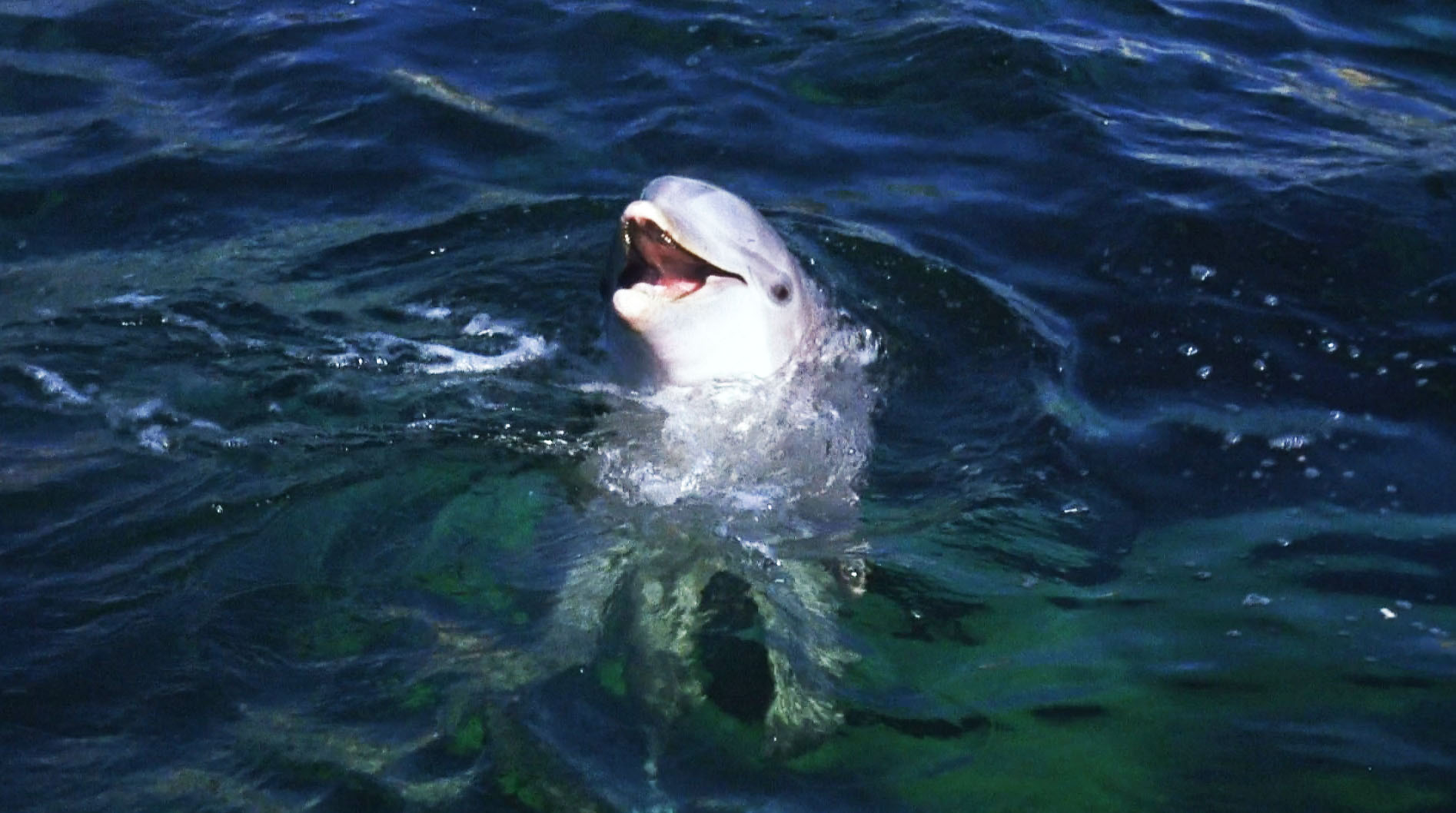 Флиппер / Flipper (1963)