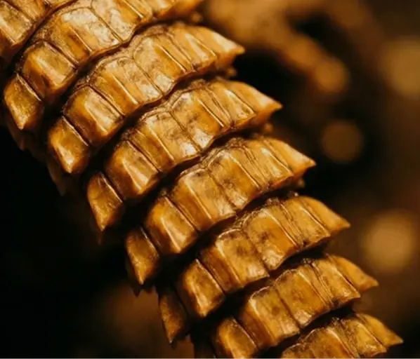 الفكرة