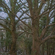 DSCF7143