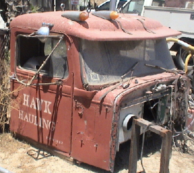 hawk-dead