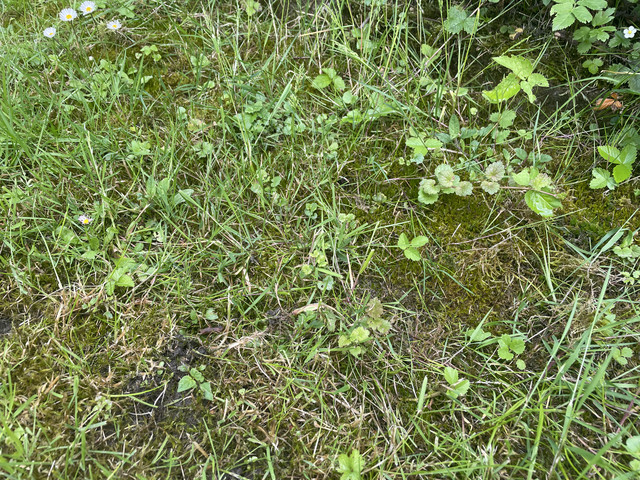 IMG-18