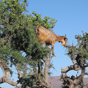morocco-1327301-1280