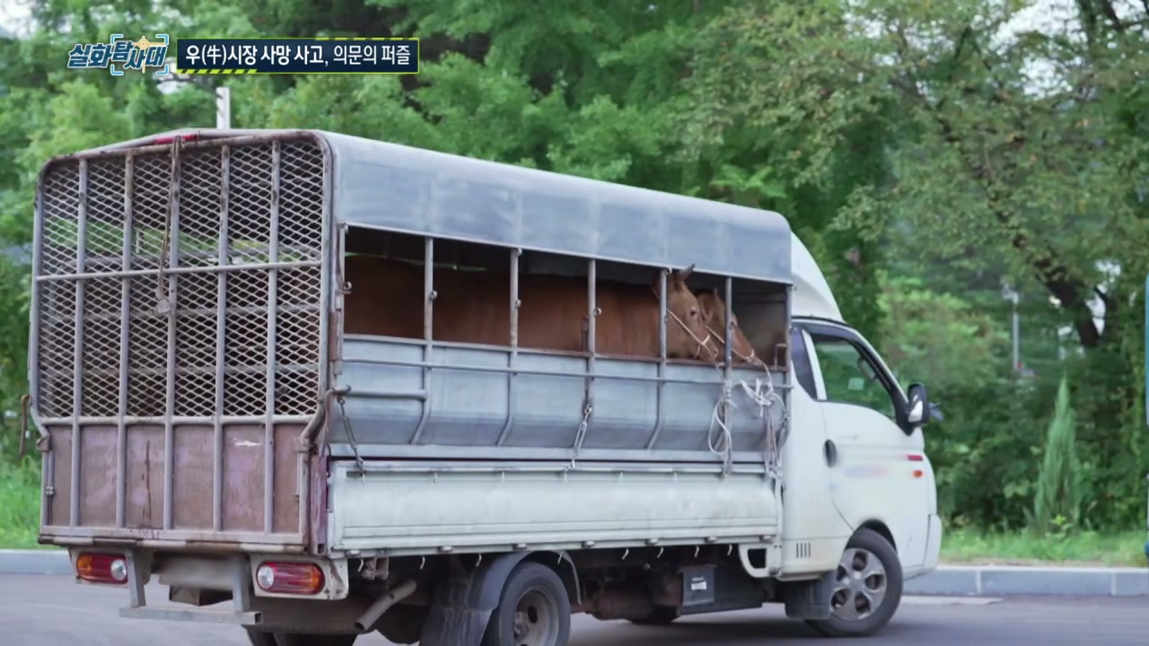 실화탐사대 장성 우시장 사망사고 추가 캡처 2