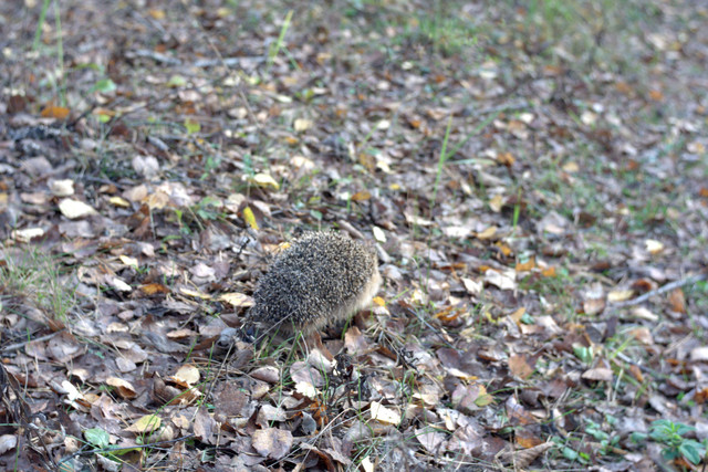 DSC7475-result.jpg