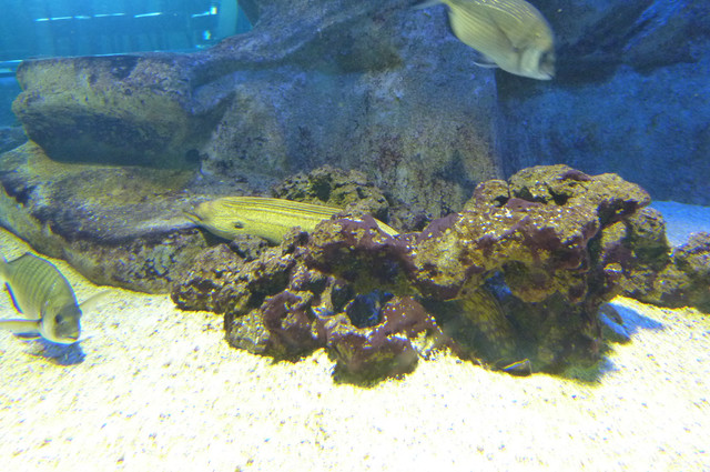 Aquarium.jpg
