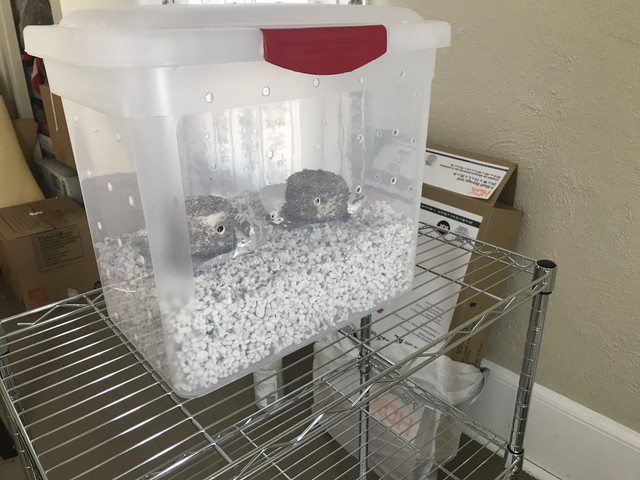 Small Fruiting Chamber 2
