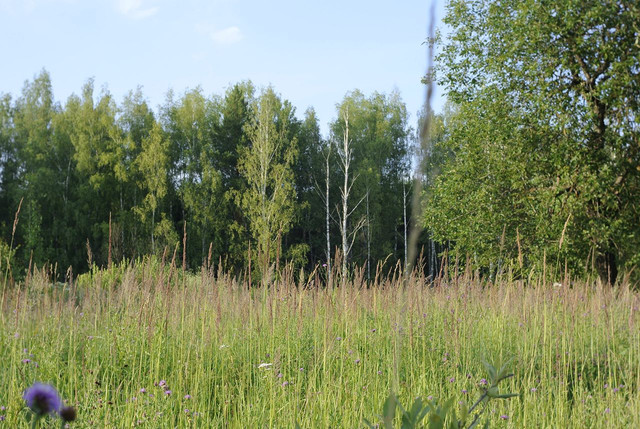 DSC5361-result.jpg