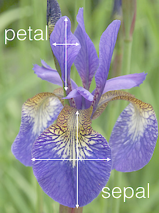 iris petal sepal.png