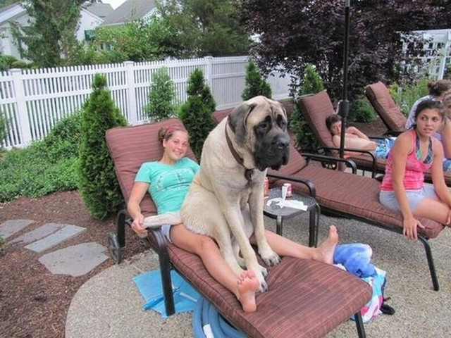 big-dogs-28.jpg