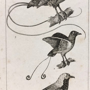IMG-1704