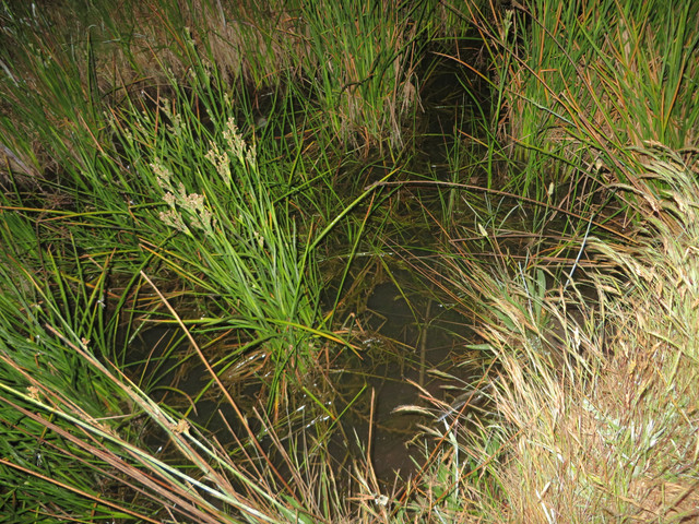 IMG-1400-proc-proc