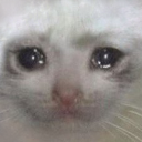 sadCat.png