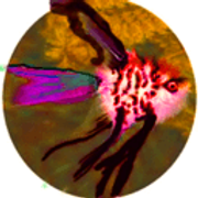 angeli1